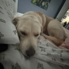 Gracie