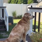Sadie Stella