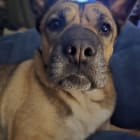 Heidi
