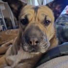 Heidi