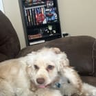 Falkor