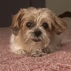 Lilly