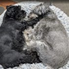 Krieger Meister Hund