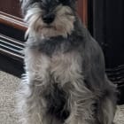 Krieger Meister Hund