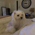 Phoebe
