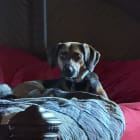 Miss Hailey