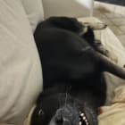 Milo