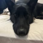 Milo