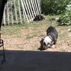 Darla