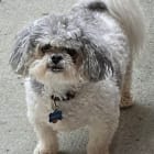 Sammy