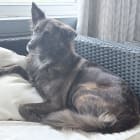 Daphne