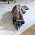 Daphne