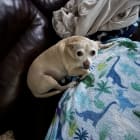 Stella