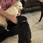 Stella