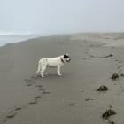 Molly