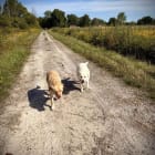 Brinkley and Sunny