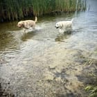 Brinkley and Sunny