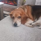 Beau
