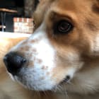 Buckley