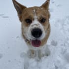 Buckley