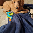 Sable