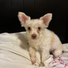 Elvis