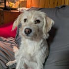 Snickers