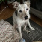 Miss Molly