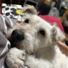 Miss Molly