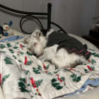 Miss Molly