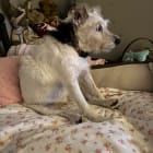 Miss Molly