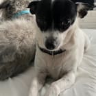 Remington