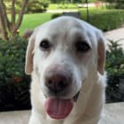 Remington