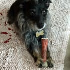 Possum rescued princess