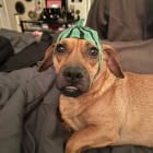 Auggie
