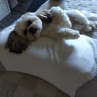 Lucy