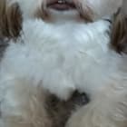 Lucy