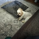 Lucy