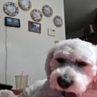 Teddy