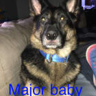 Tucker Major and Shadow