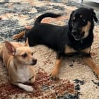 Georgie and Martha