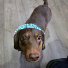 Sadie
