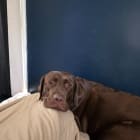 Sadie