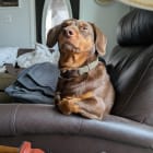 Sadie