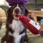 LOKI