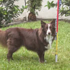 LOKI