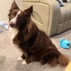 LOKI