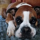 Roxy