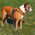 Roxy