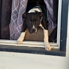 Chance
